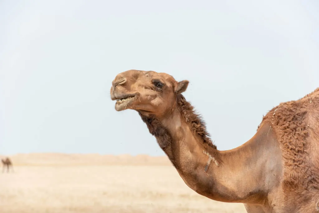 A profile shot of a camel in the desert